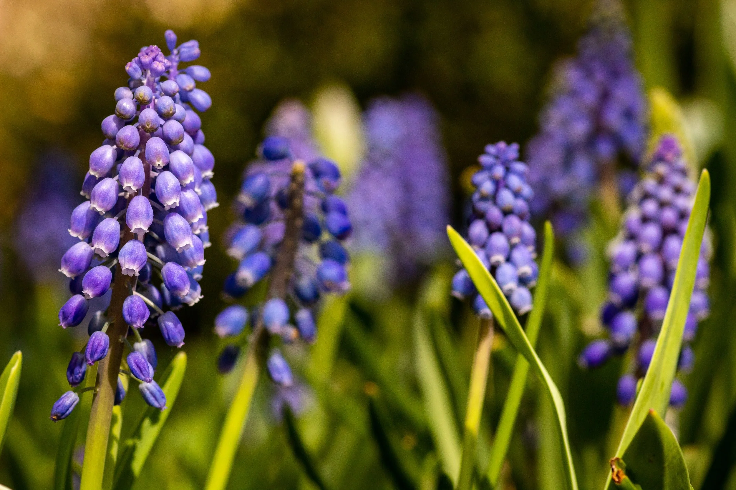 Purple flowers deals